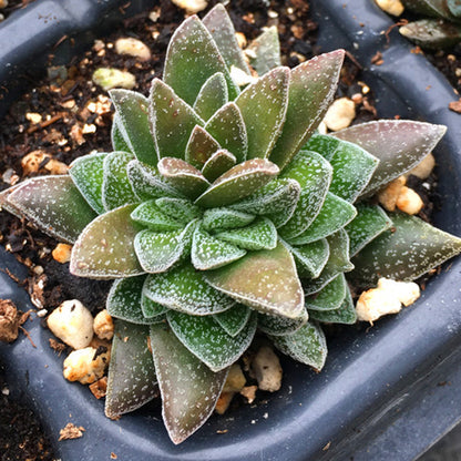 Crassula 'Frosty'