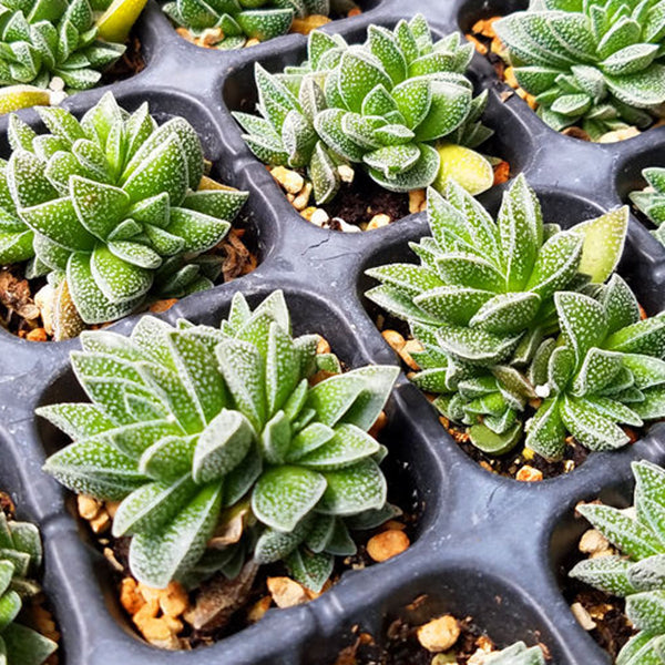 Crassula 'Frosty'