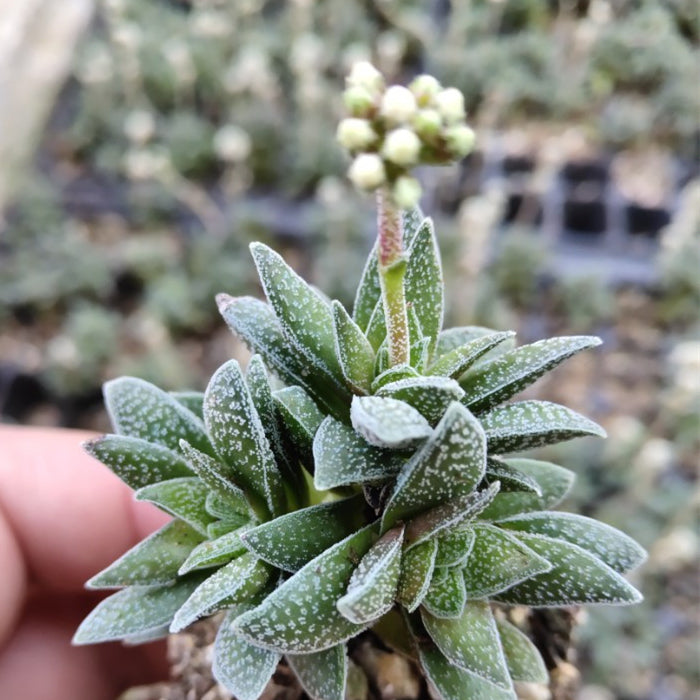Crassula 'Frosty'