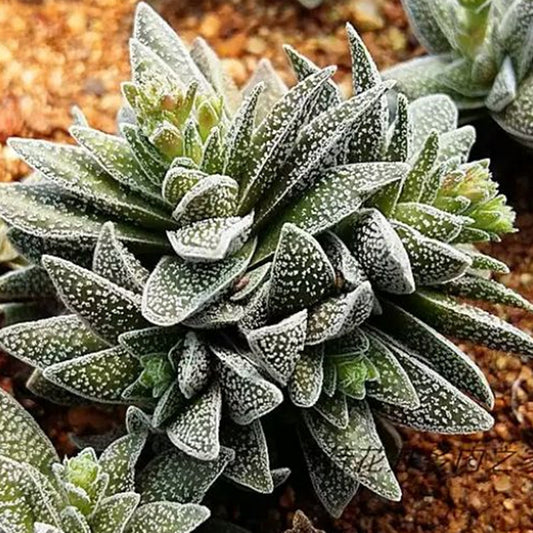 Crassula 'Frosty'