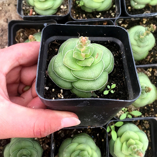 Crassula hemisphaerica
