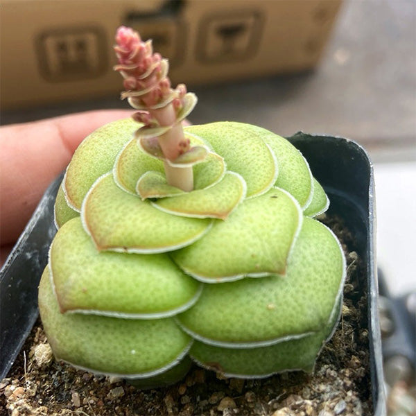 Crassula hemisphaerica