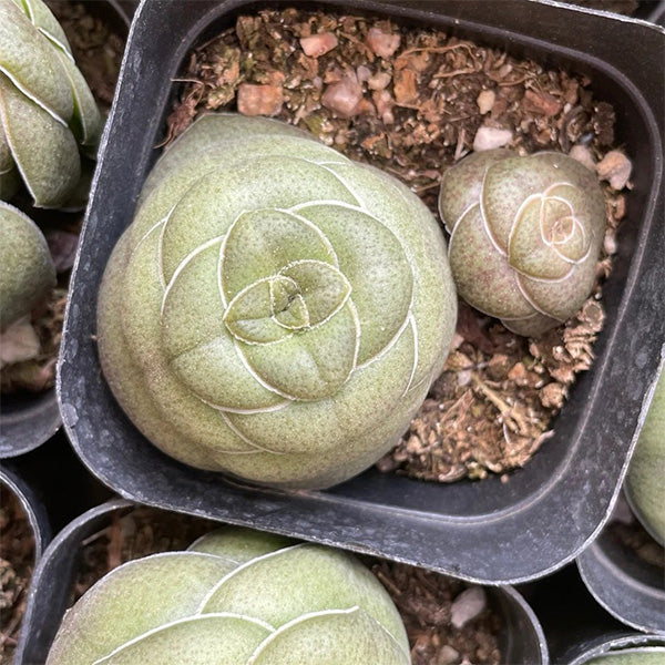 Crassula hemisphaerica