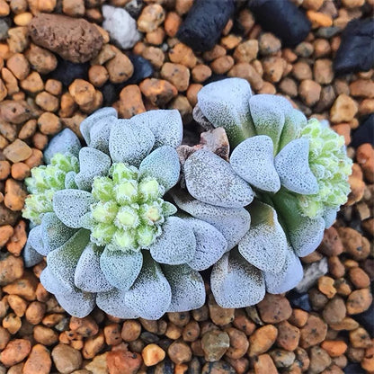 Crassula mesembryanthemopsis