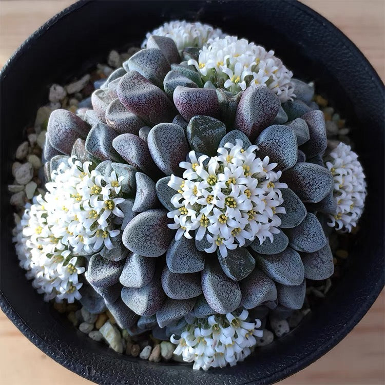 Crassula mesembryanthemopsis
