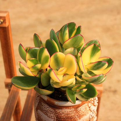 Crassula obliqua tricolor jade