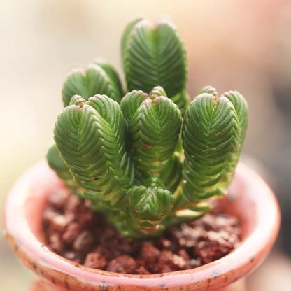 green pagoda succulent Pagoda Mini Jade (Crassula quadrangularis) for Sale