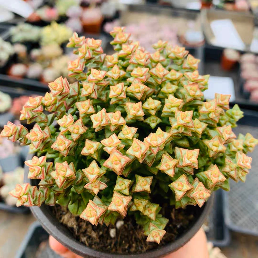 Crassula 'Tom Thumb'