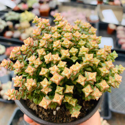 Crassula 'Tom Thumb'