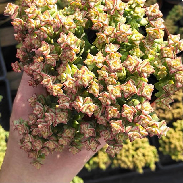 Crassula 'Tom Thumb'