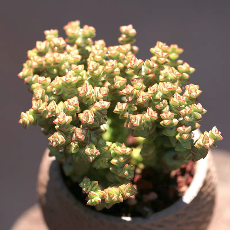 Crassula 'Tom Thumb'