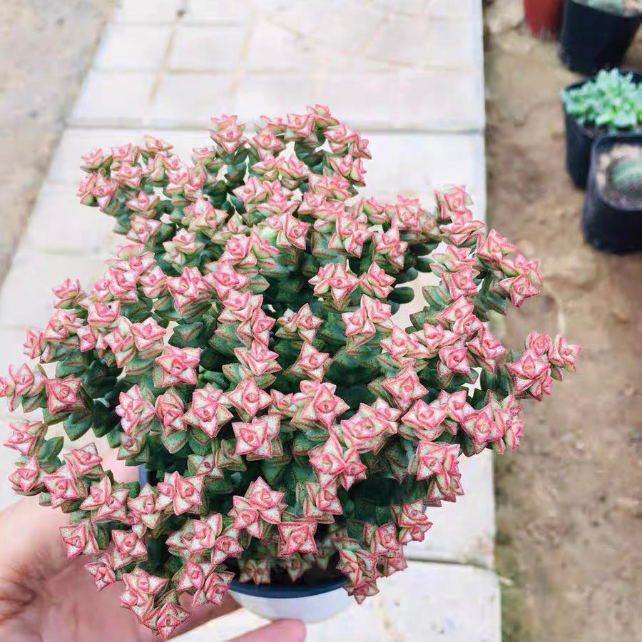 Crassula 'Tom Thumb'