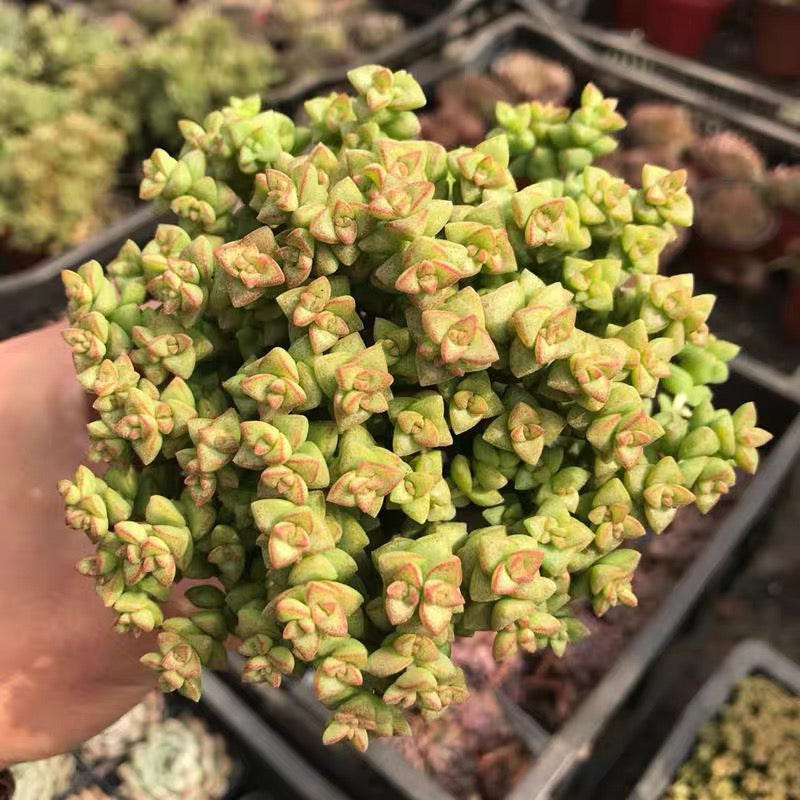 Crassula 'Tom Thumb'