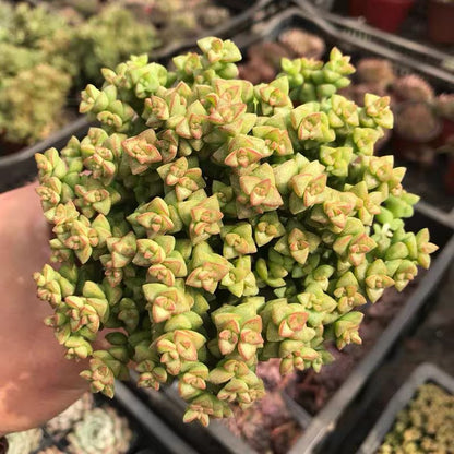 Crassula 'Tom Thumb'