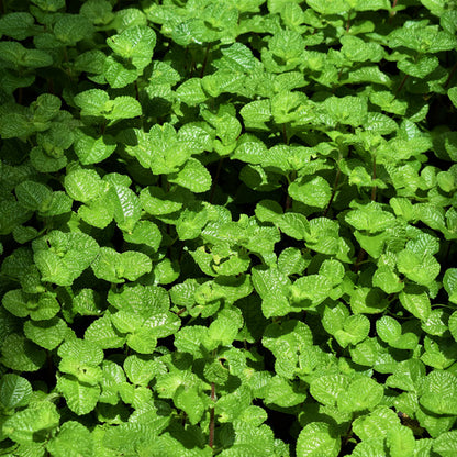 creeping charlie house plants for sale Creeping Charlie ( Pilea nummulariifollia ) for Sale