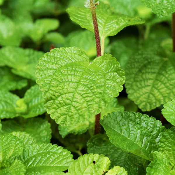 creeping charlie house plant Creeping Charlie ( Pilea nummulariifollia ) for Sale
