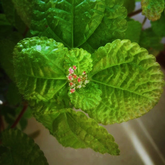 Creeping Charlie ( Pilea nummulariifollia )