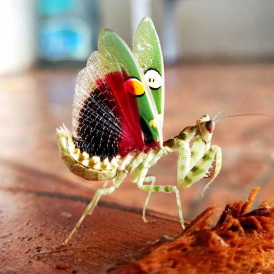 Creobroter nebulosus asian flower mantis