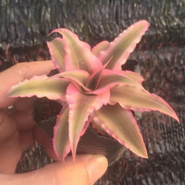 Cryptanthus Bivittatus ' Pink Starlite '