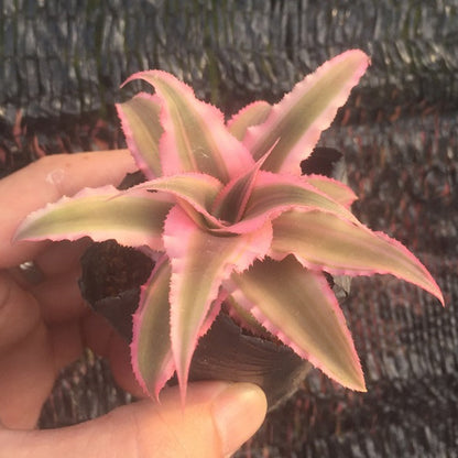 Cryptanthus Bivittatus ' Pink Starlite '