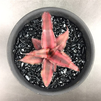 Bromeliad ( Cryptanthus bivittatus ' Red Ribbons ' )