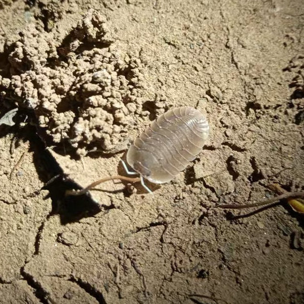 Cubaris sp. ‘Soil’ Isopods