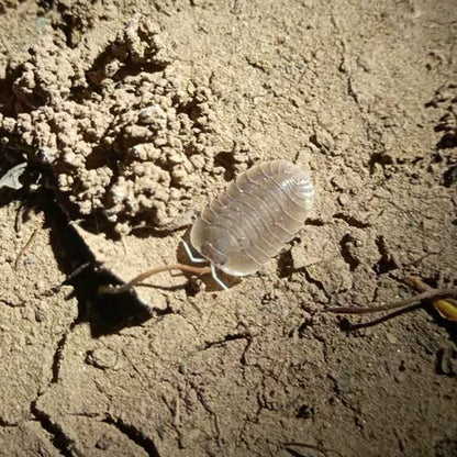 Cubaris sp. ‘Soil’ Isopods