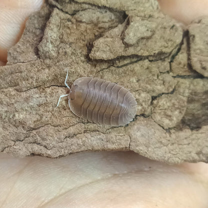Cubaris sp. ‘Soil’ Isopods