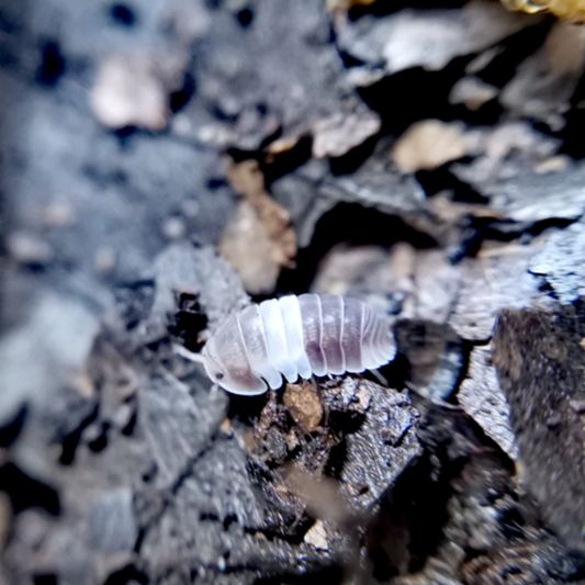 Cubaris sp. 'Panda king' Isopods