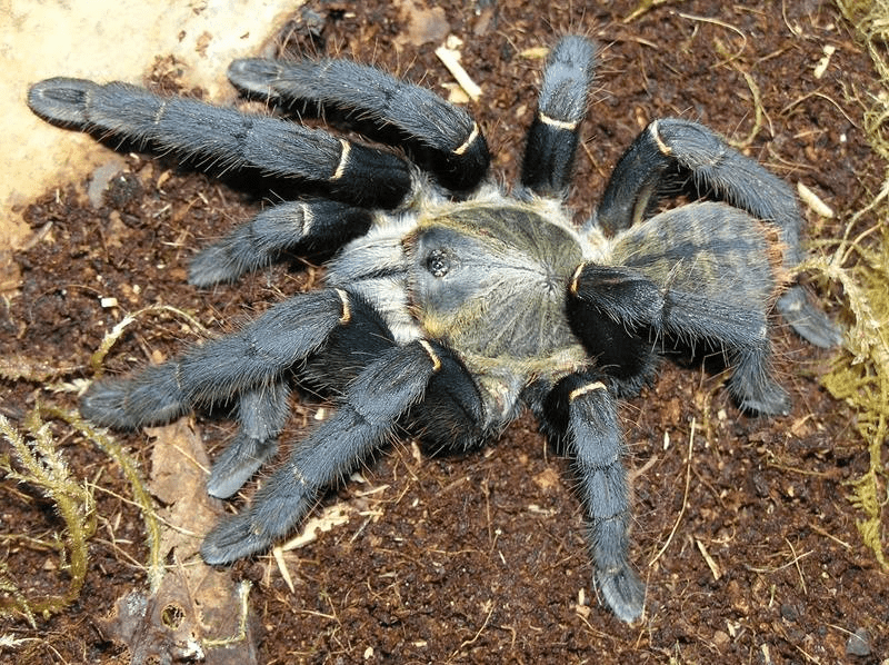 Chinese Giant Black Earth Tiger (Selenocosmia hainanum)