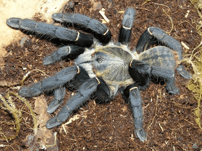 Chinese Giant Black Earth Tiger (Selenocosmia hainanum)