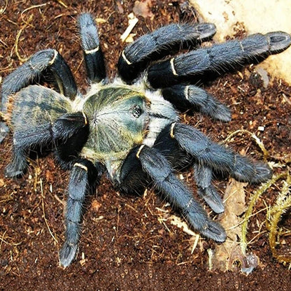 Chinese Giant Black Earth Tiger (Selenocosmia hainanum)