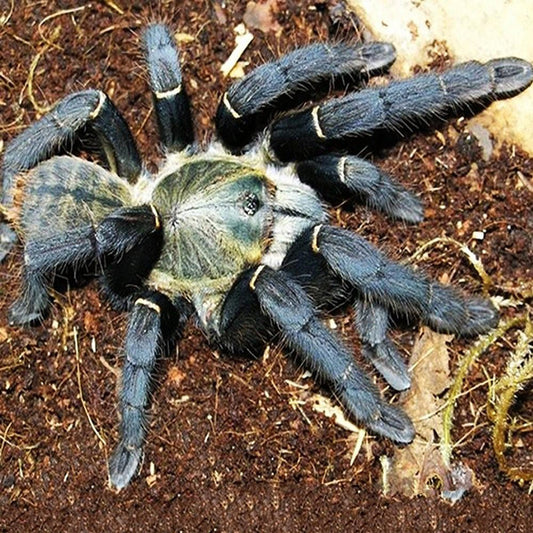 Chinese Giant Black Earth Tiger (Selenocosmia hainanum)