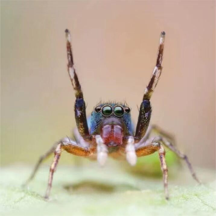 Chinese Jumping Spider (Siler cupreus)