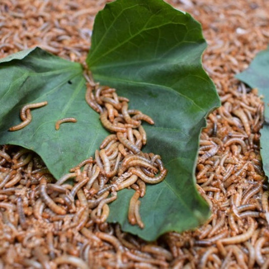 Tenebrio molitor (Mealworm)