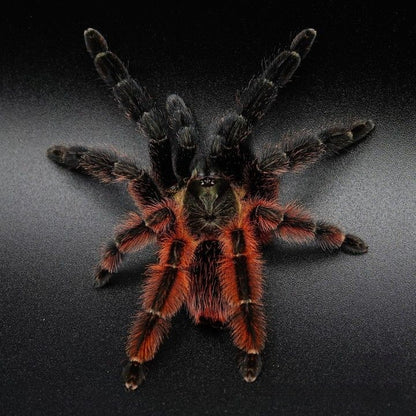 Darth Maul Tarantula (Psalmopoeus victori)