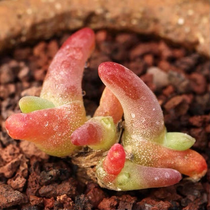 Mesembryanthemum digitatum ( Dactylopsis digitata)