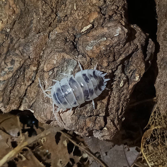 Dairy Cow Isopods (Porcellio laevis)
