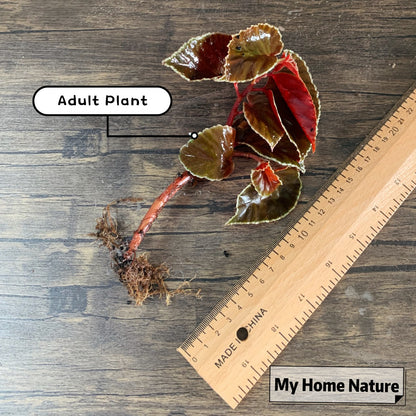 Darth Vader Begonia (Begonia darthvaderiana)