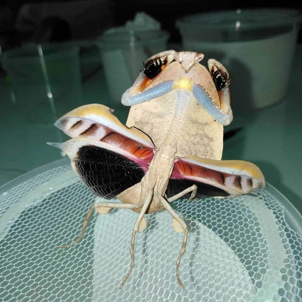 Dead-leaf Mantis (Deroplatys truncata)