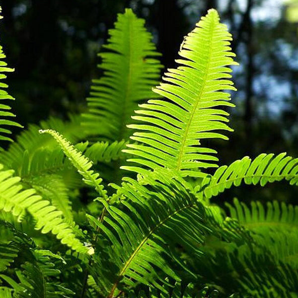 Dicranopteris dichotoma (Thunb. ) Berhn.