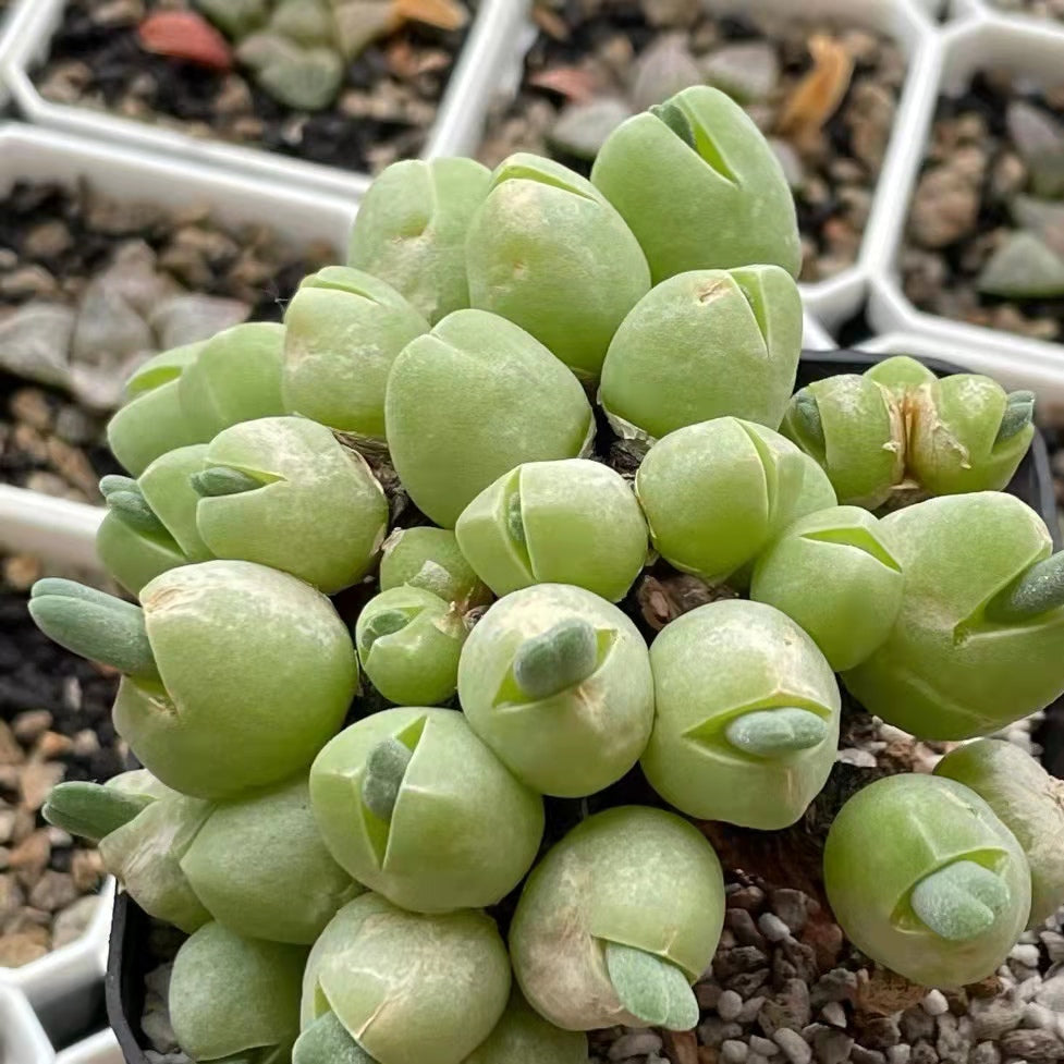 Dicrocaulon ramulosum