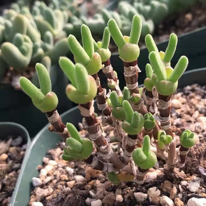Dicrocaulon ramulosum