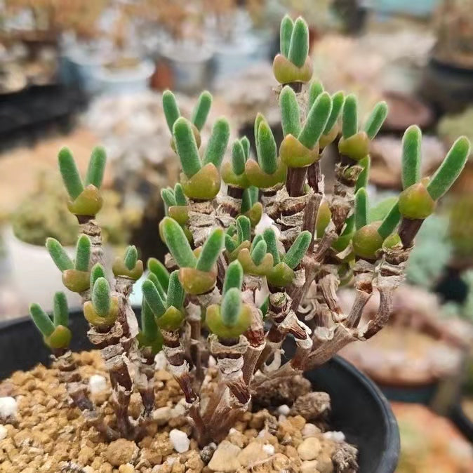Dicrocaulon ramulosum