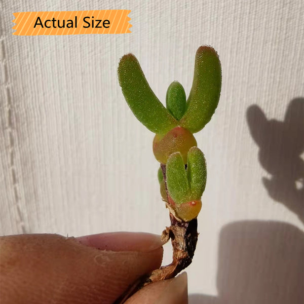 Dicrocaulon ramulosum
