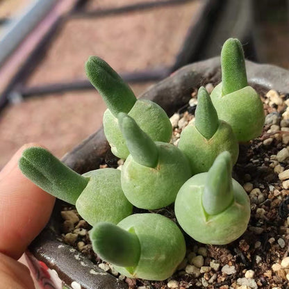 Dicrocaulon ramulosum