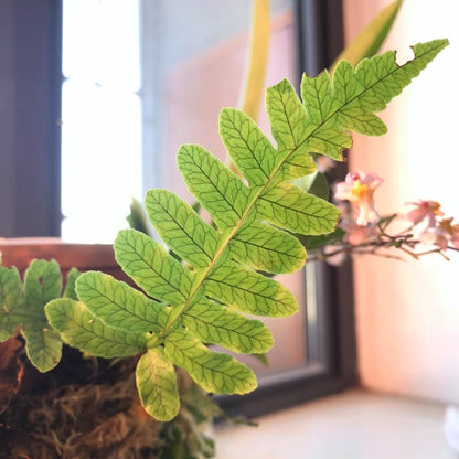 Dictyophyllum Sp.