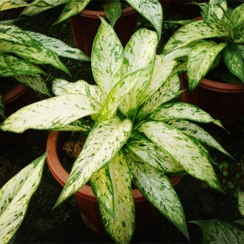 Dieffenbachia ' Star bright '