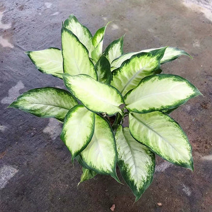 dieffenbachia tropic marianne Dieffenbachia Tropic Marianne for Sale