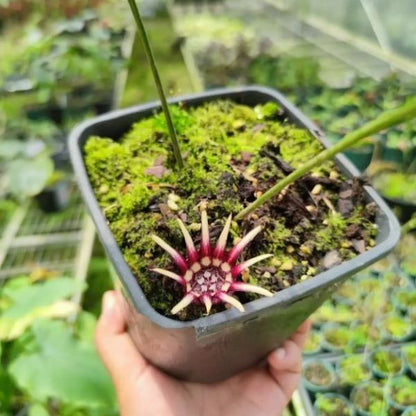 Cast Iron Plant（Aspidistra chunxiuensis）